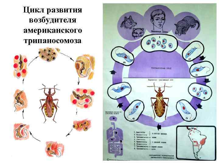 Рассмотрите рисунок на котором представлен цикл развития трипаносомы и ответьте на вопросы