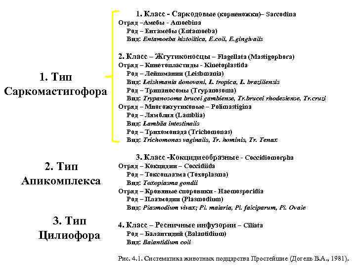 1. Класс - Саркодовые (корненожки)– Sarcodina Отряд –Амебы - Amoebina Род – Ентамебы (Entamoeba)