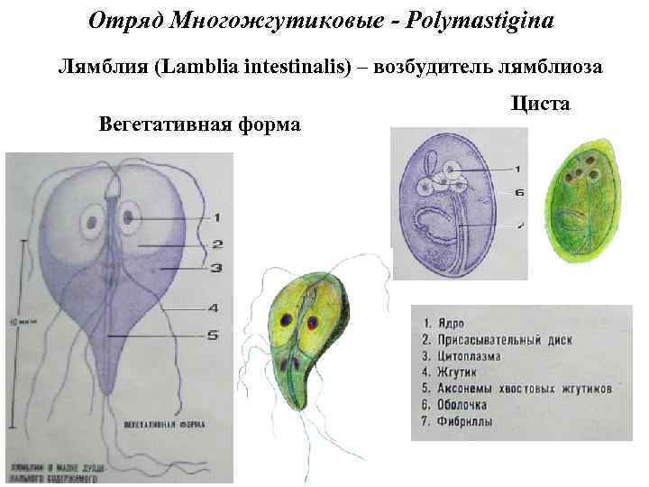 Отряд Многожгутиковые - Polymastigina Лямблия (Lamblia intestinalis) – возбудитель лямблиоза Вегетативная форма Циста 