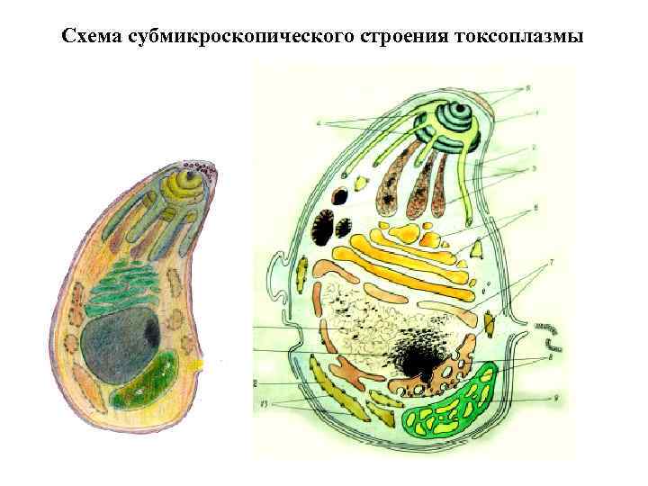Схема субмикроскопического строения токсоплазмы 