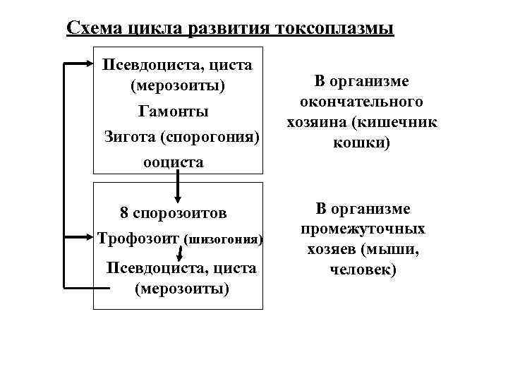Схема цикла развития токсоплазмы Псевдоциста, циста (мерозоиты) Гамонты Зигота (спорогония) ооциста 8 спорозоитов Трофозоит