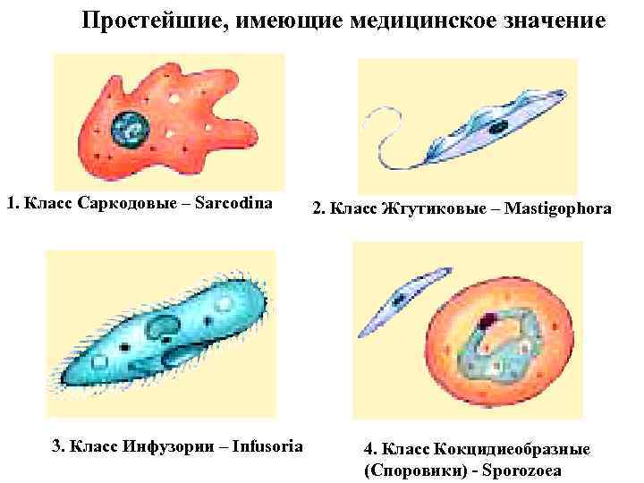 Простейшие, имеющие медицинское значение 1. Класс Саркодовые – Sarcodina 3. Класс Инфузории – Infusoria