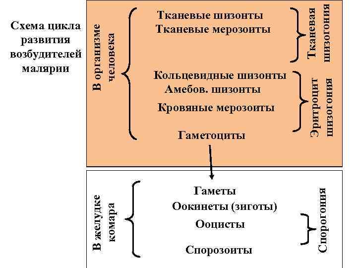 Гаметы Оокинеты (зиготы) Ооцисты Спорозоиты Тканевая шизогония Спорогония Гаметоциты Эритроцит шизогония В организме человека