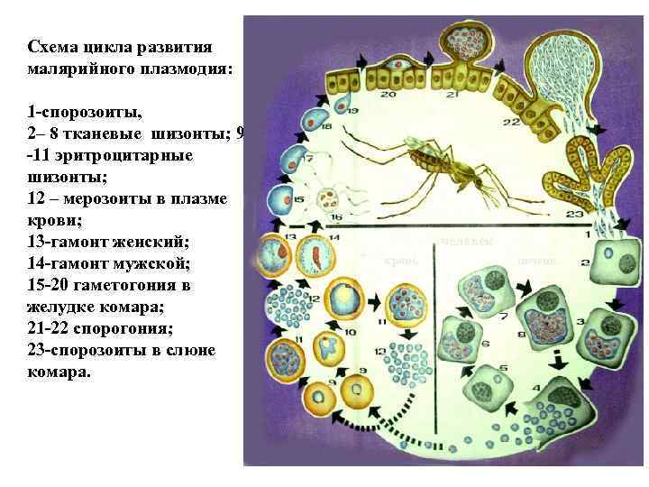 Рассмотрите рисунок на котором представлен цикл развития малярийного плазмодия и ответьте на вопросы