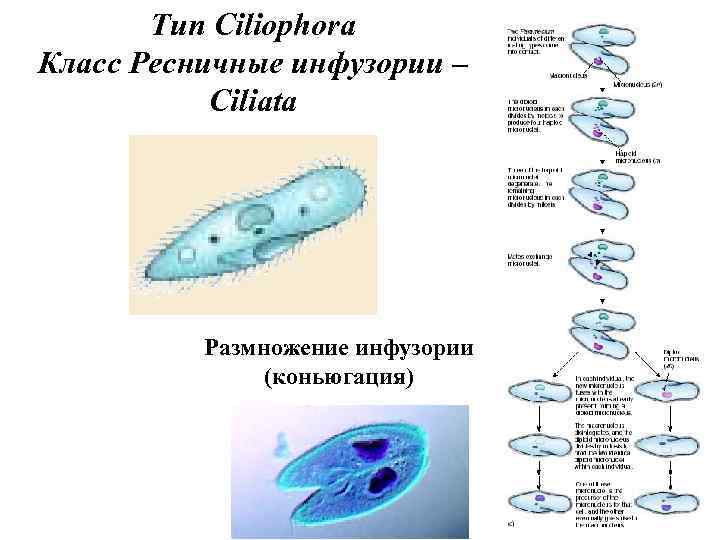 Тип Ciliophora Класс Ресничные инфузории – Ciliata Размножение инфузории (коньюгация) 