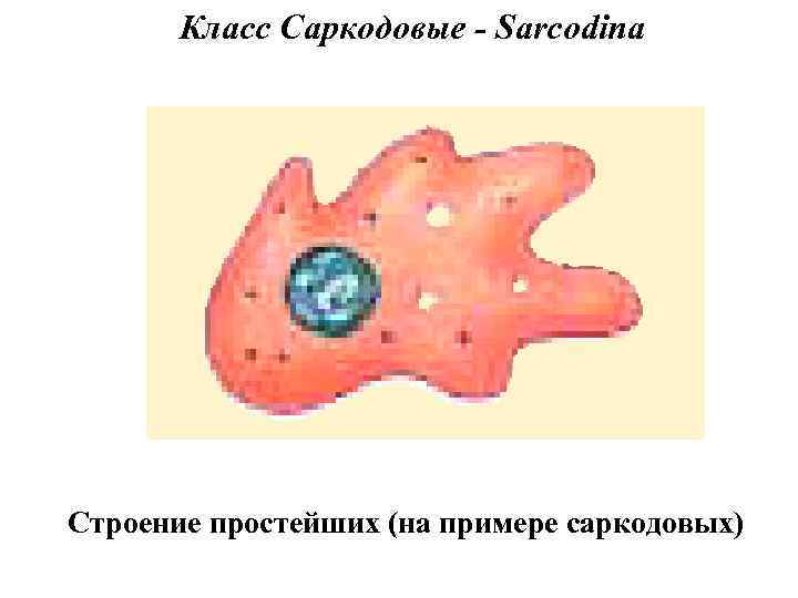 Класс Саркодовые - Sarcodina Строение простейших (на примере саркодовых) 