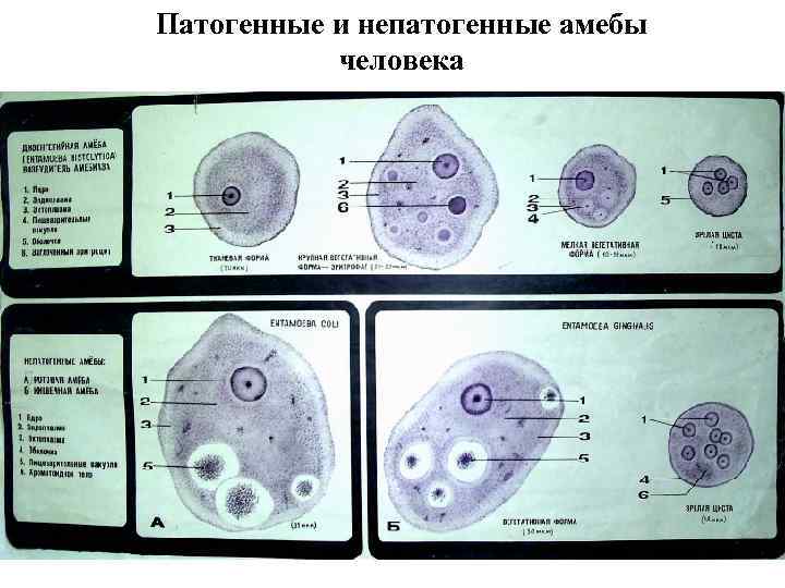 Патогенные и непатогенные амебы человека 