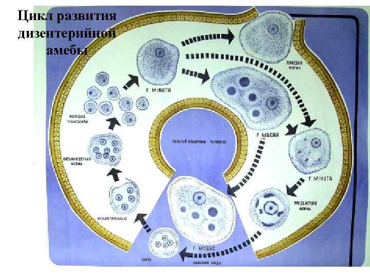 Цикл развития дизентерийной амебы схема с подписями