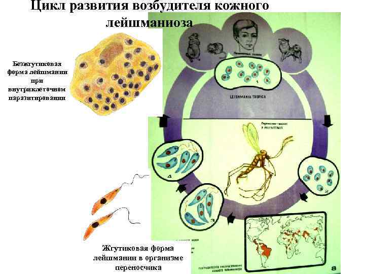 Цикл развития возбудителя кожного лейшманиоза Безжгутиковая форма лейшмании при внутриклеточном паразитировании Жгутиковая форма лейшмании