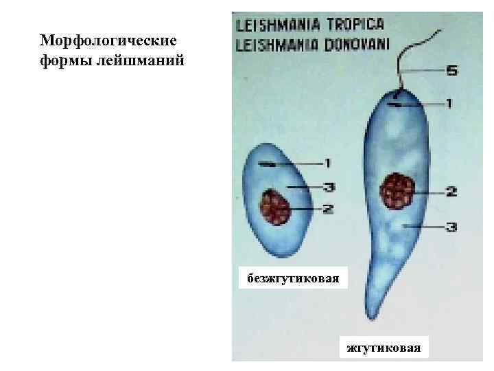 Морфологические формы лейшманий безжгутиковая 