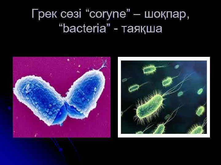 Грек сөзі “coryne” – шоқпар, “bacteria” - таяқша 