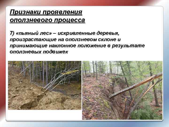 Признаки проявления оползневого процесса 7) «пьяный лес» – искривленные деревья, произрастающие на оползневом склоне