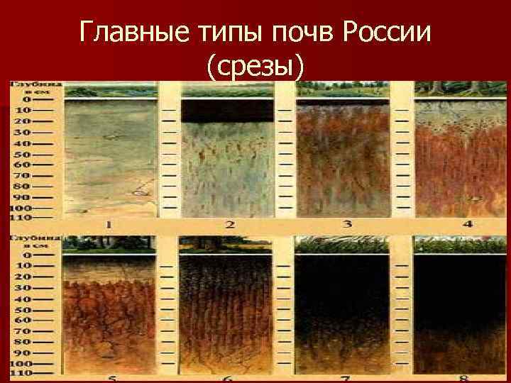 Главные типы почв России (срезы) 