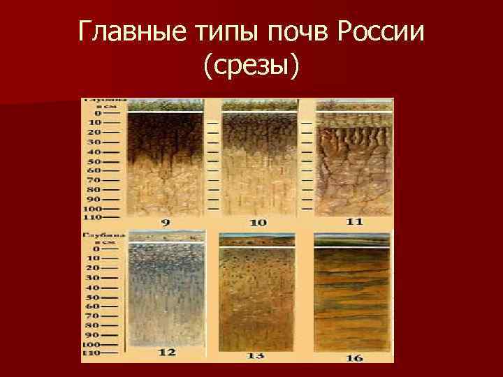 Главные типы почв России (срезы) 