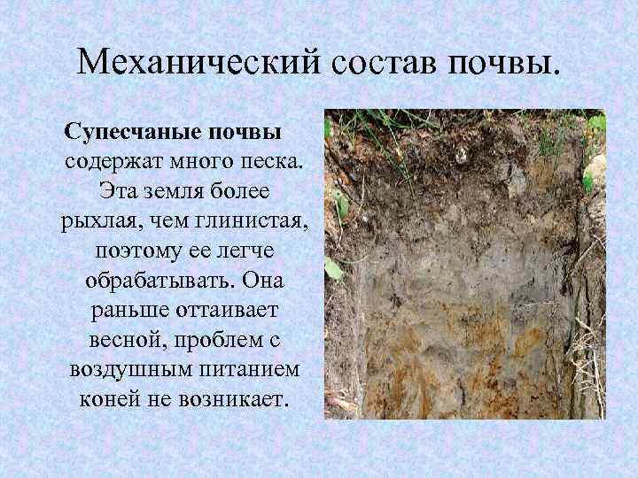 Механический состав почвы. Супесчаные почвы содержат много песка. Эта земля более рыхлая, чем глинистая,