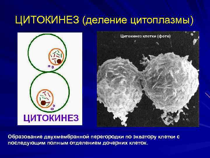 ЦИТОКИНЕЗ (деление цитоплазмы) Цитокинез клетки (фото) Образование двухмембранной перегородки по экватору клетки с последующим