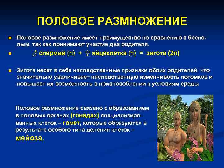 ПОЛОВОЕ РАЗМНОЖЕНИЕ n n n Половое размножение имеет преимущество по сравнению с бесполым, так