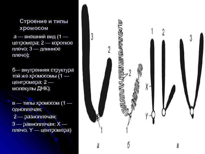 Строение и типы хромосом а — внешний вид (1 — цетромера; 2 — короткое