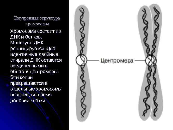 Строение хромосомы рисунок. Однохроматидныехромосомы. Строение однохроматидные хромосомы. Строение удвоенной хромосомы. Строение двухроматидные хромосомы.