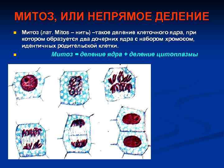 МИТОЗ, ИЛИ НЕПРЯМОЕ ДЕЛЕНИЕ n n Митоз (лат. Mitos – нить) –такое деление клеточного