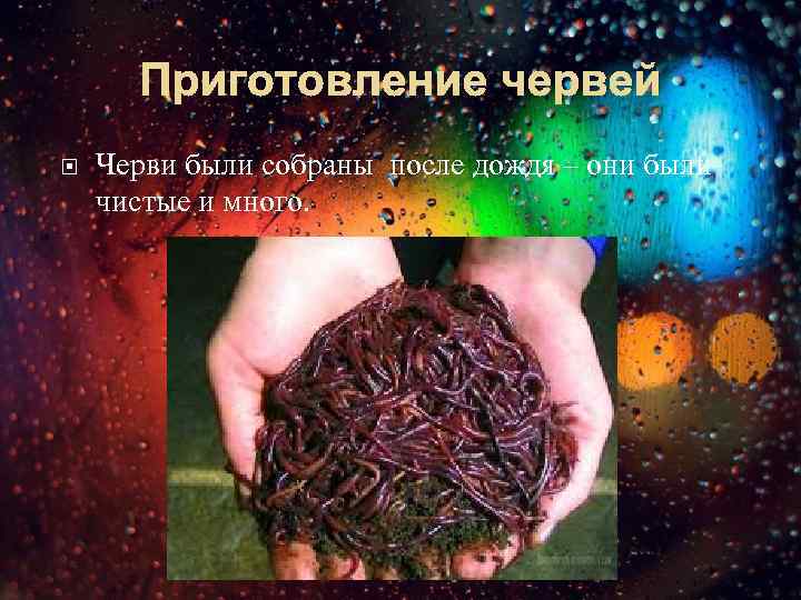 Приготовление червей Черви были собраны после дождя – они были чистые и много. 