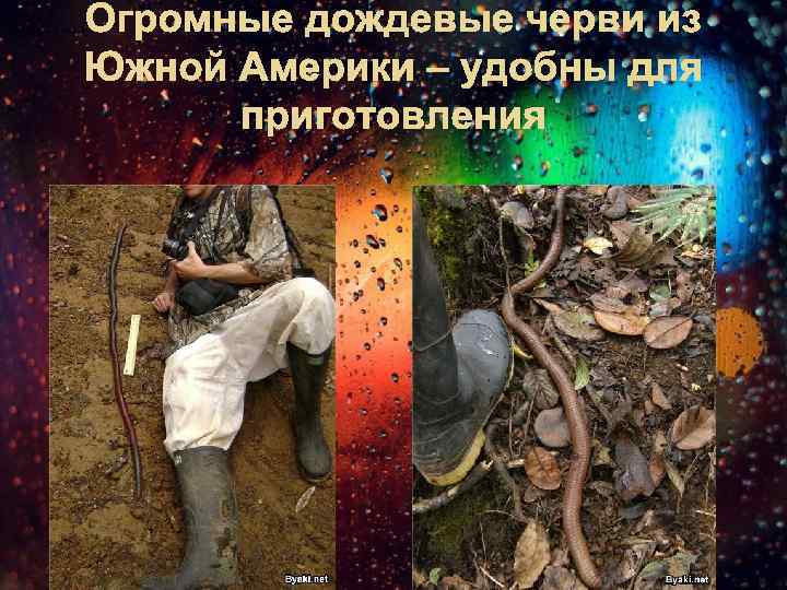 Огромные дождевые черви из Южной Америки – удобны для приготовления 
