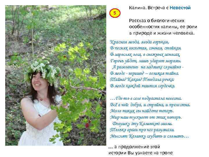 5 Калина. Встреча с Невестой Рассказ о биологических особенностях калины, ее роли в природе