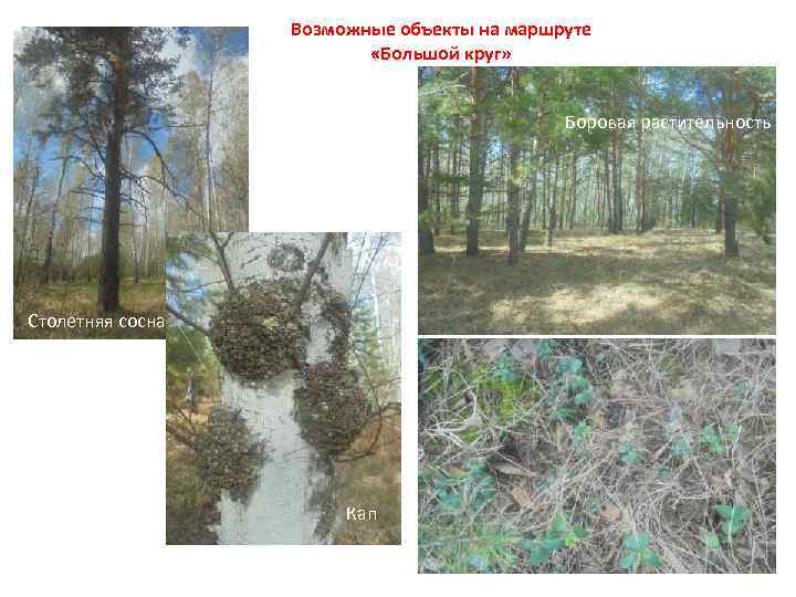 Возможные объекты на маршруте «Большой круг» Боровая растительность Столетняя сосна Кап 