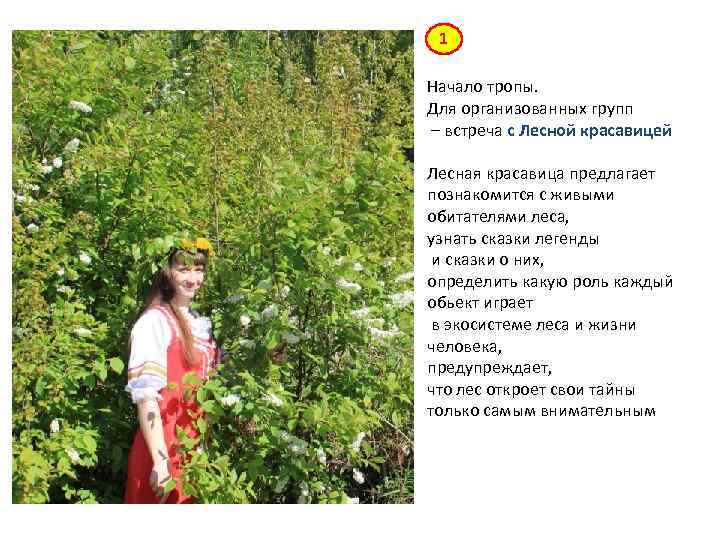 1 Начало тропы. Для организованных групп – встреча с Лесной красавицей Лесная красавица предлагает