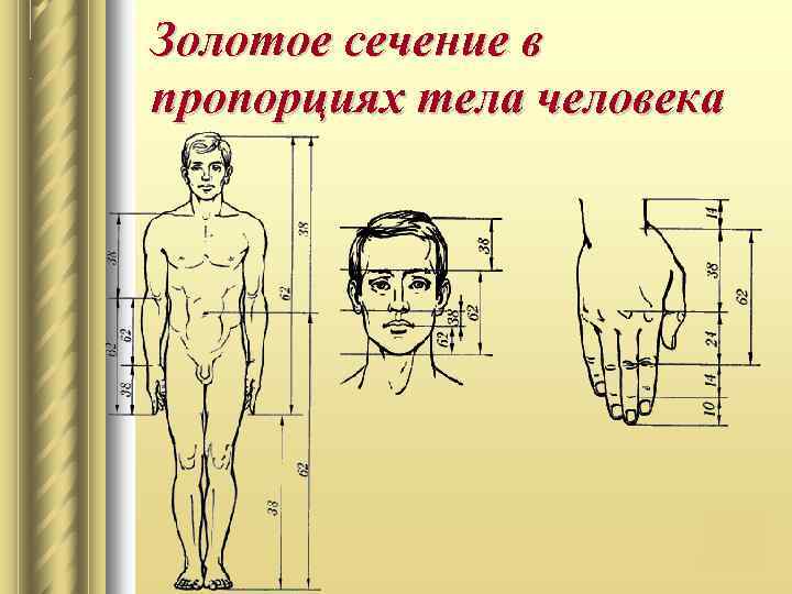 Золотое сечение в пропорциях тела человека 