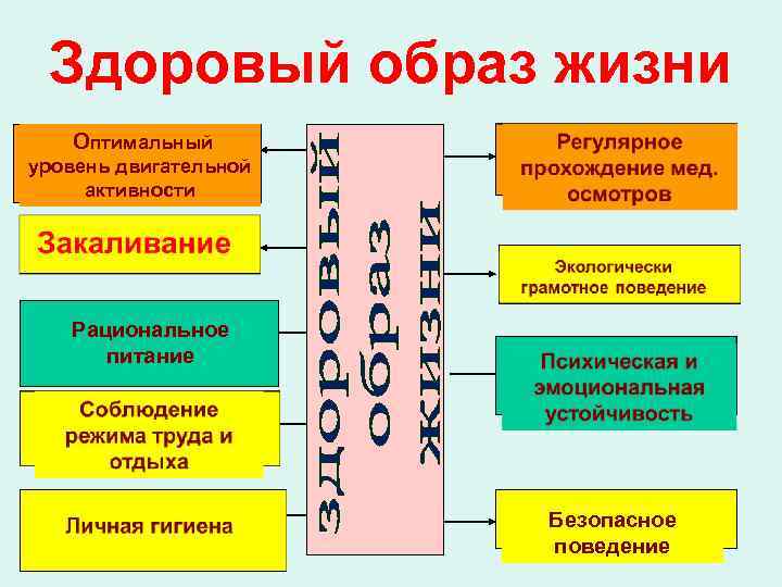 Дополните схему об основных элементах здорового образа жизни таблица ответы