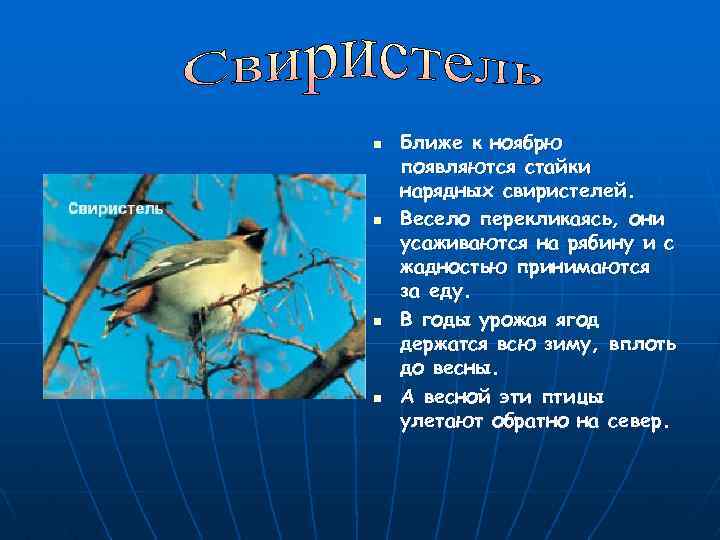 n n Ближе к ноябрю появляются стайки нарядных свиристелей. Весело перекликаясь, они усаживаются на