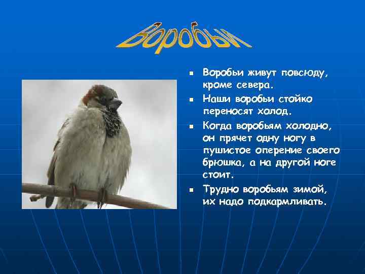 n n Воробьи живут повсюду, кроме севера. Наши воробьи стойко переносят холод. Когда воробьям