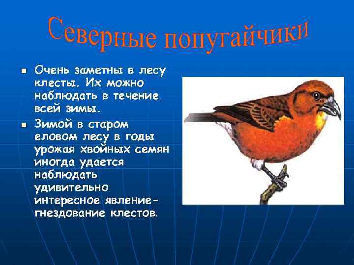 n n Очень заметны в лесу клесты. Их можно наблюдать в течение всей зимы.