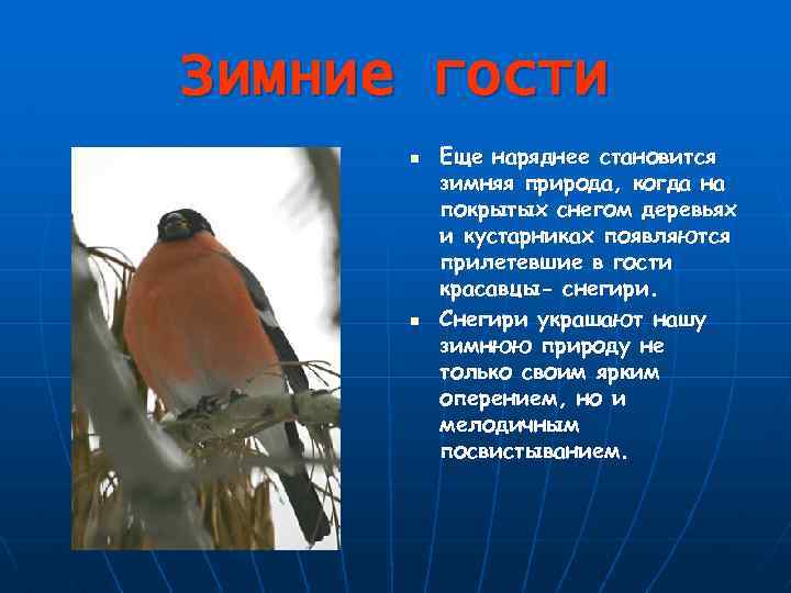 Зимние гости n n Еще наряднее становится зимняя природа, когда на покрытых снегом деревьях