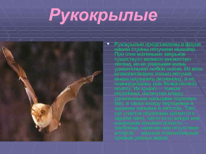 Рукокрылые § Рукокрылые представлены в фауне нашей страны летучими мышами. Про этих маленьких зверьков