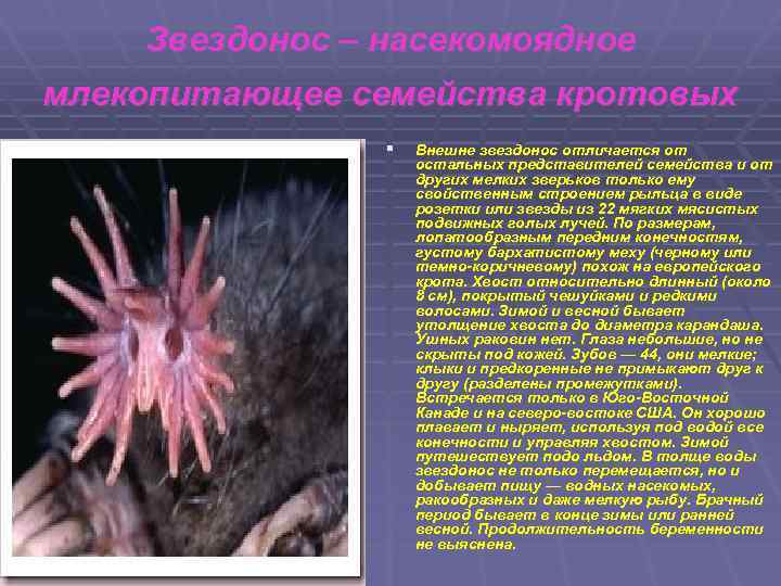 Звездонос – насекомоядное млекопитающее семейства кротовых § Внешне звездонос отличается от остальных представителей семейства