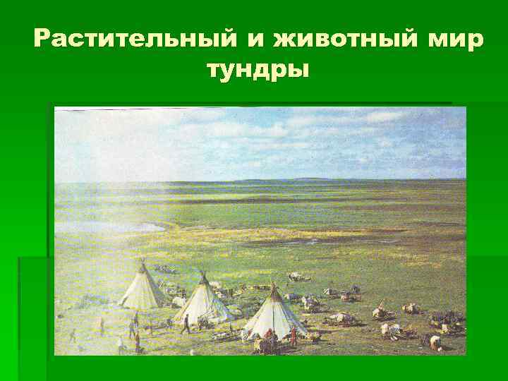 Растительный и животный мир тундры 