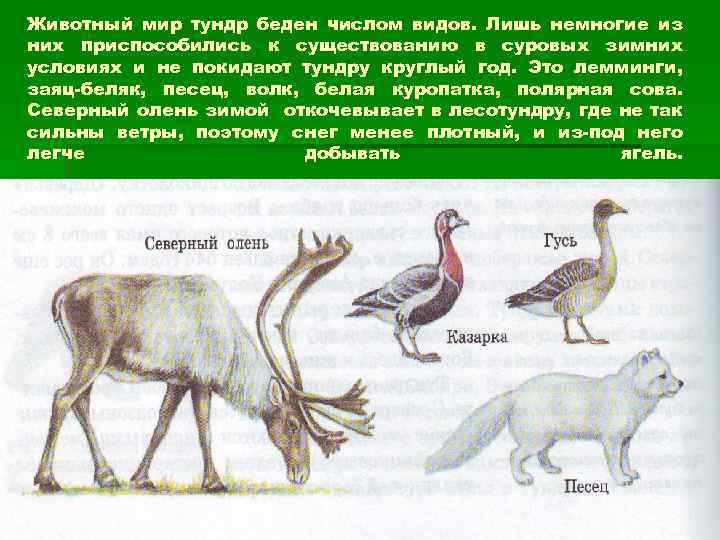 Животный мир тундр беден числом видов. Лишь немногие из них приспособились к существованию в