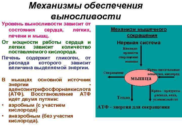 Зависит от уровня. Уровень выносливости зависит. Механизмы обеспечивающие проявление выносливости.