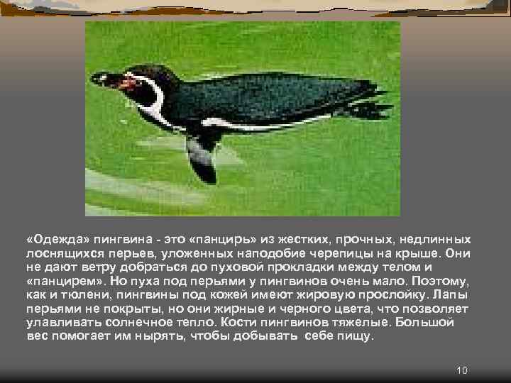  «Одежда» пингвина - это «панцирь» из жестких, прочных, недлинных лоснящихся перьев, уложенных наподобие