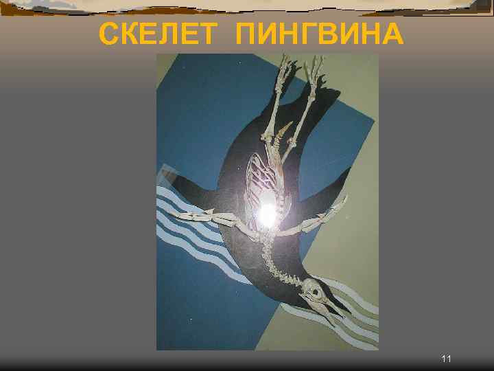 СКЕЛЕТ ПИНГВИНА 11 