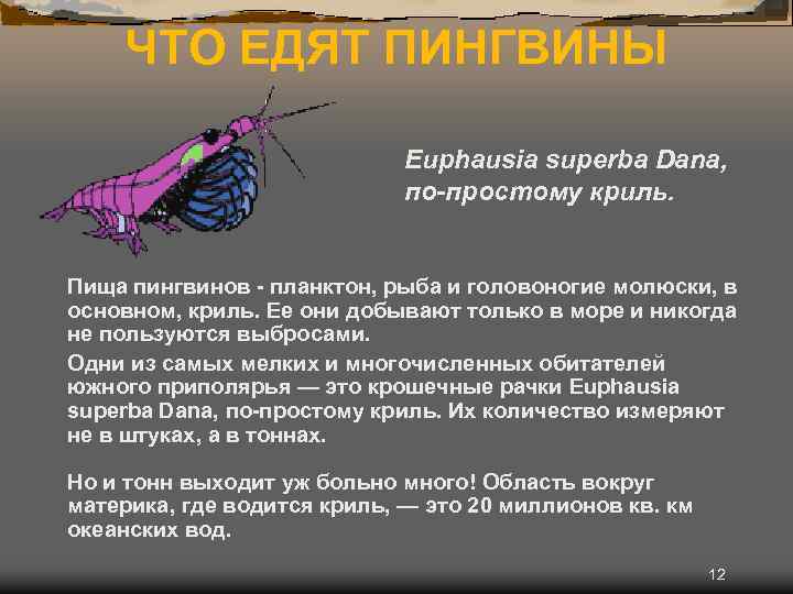 ЧТО ЕДЯТ ПИНГВИНЫ Euphausia superba Dana, по-простому криль. Пища пингвинов - планктон, рыба и