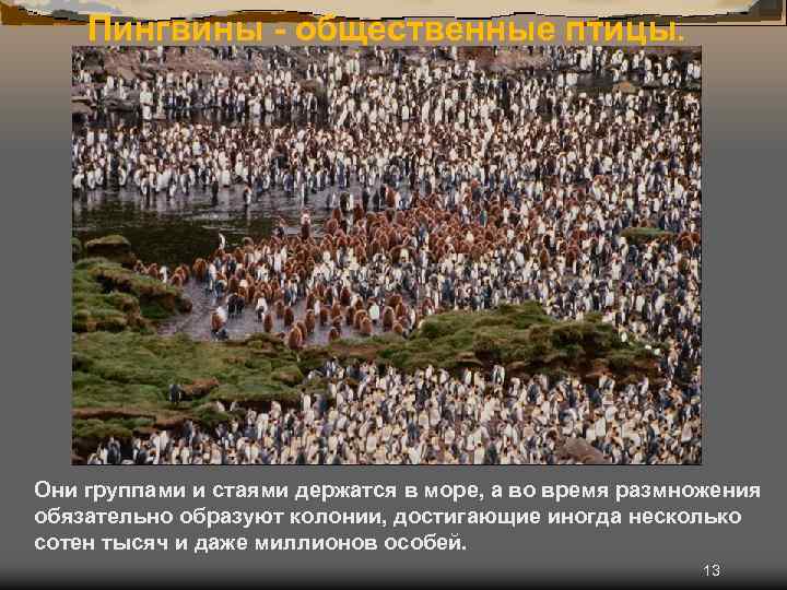 Пингвины - общественные птицы. Они группами и стаями держатся в море, а во время