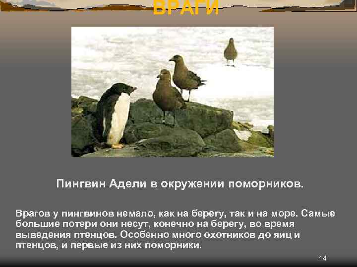 ВРАГИ Пингвин Адели в окружении поморников. Врагов у пингвинов немало, как на берегу, так