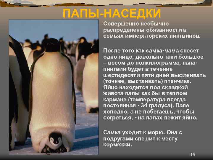 ПАПЫ-НАСЕДКИ Совершенно необычно распределены обязанности в семьях императорских пингвинов. После того как самка-мама снесет