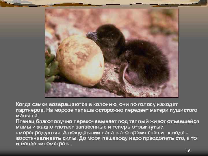 Когда самки возвращаются в колонию, они по голосу находят партнеров. На морозе папаша осторожно