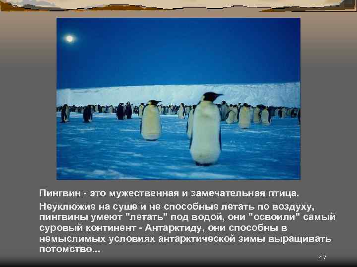 Пингвин - это мужественная и замечательная птица. Неуклюжие на суше и не способные летать