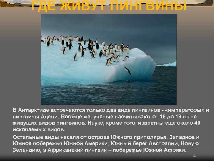 ГДЕ ЖИВУТ ПИНГВИНЫ В Антарктиде встречаются только два вида пингвинов - «императоры» и пингвины