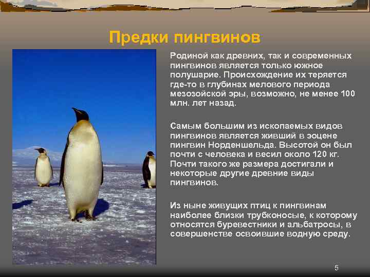 Предки пингвинов Родиной как древних, так и современных пингвинов является только южное полушарие. Происхождение
